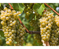 Виноград Ананасний (Однорічний, ОКС)