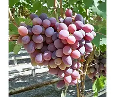Виноград Атаман (Однорічний, ОКС)