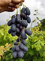 Виноград Велика (Однорічний, ОКС)