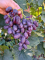 Виноград Джованні (Однорічний, ОКС)