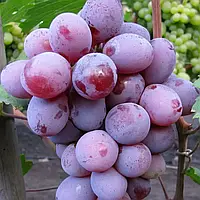 Виноград Граф Монте Крісто (Однорічний, ОКС)