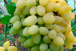 Виноград Зарниця (Однорічний, ОКС)