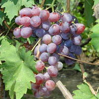 Виноград Перлинаильна Молдова (Однорічний, ОКС)
