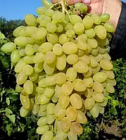 Виноград Кішміш Магарачя (Однорічний, ОКС)