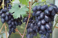 Виноград Кодрянка (Однорічний, ОКС)