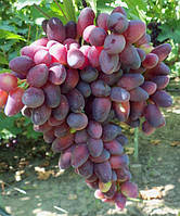 Виноград Красотка (Однорічний, ОКС)