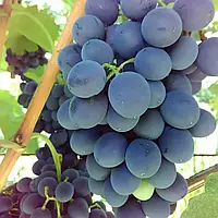 Виноград Наталія (Однорічний, ОКС)