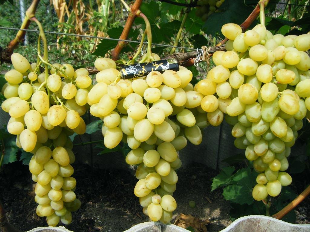 Виноград Лора (Однорічний, ОКС)