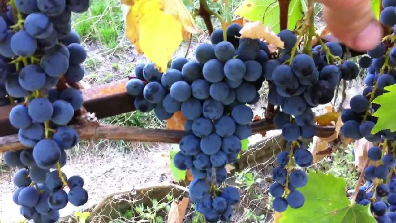 Виноград Осінній чорний (Однорічний, ОКС)
