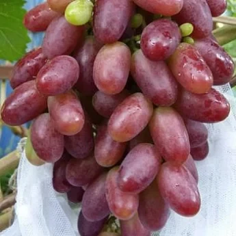 Виноград Ризамат (Однорічний, ОКС)