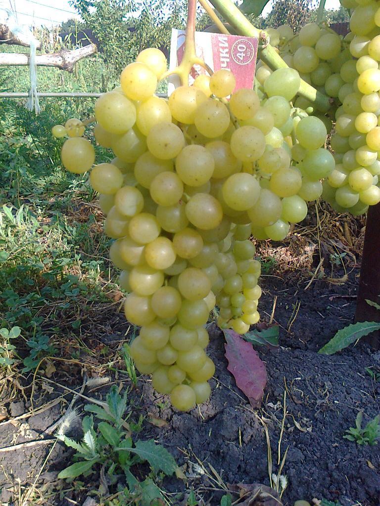 Виноград Плевен мускатний (Однорічний, ОКС)
