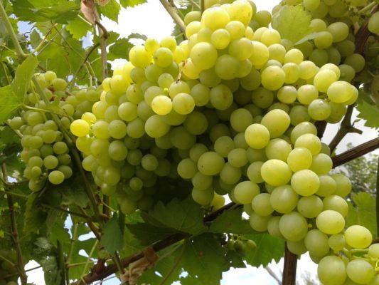 Виноград Надранний безсім'яний (Однорічний, ОКС)