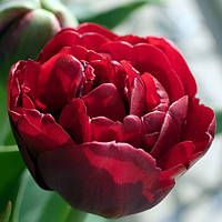 Тюльпан Emblazon 50 (луковицы)