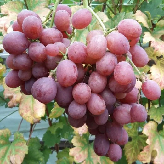Виноград Кішміш Райський (Однорічний, ОКС)