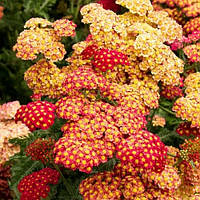 Тисяча Walter Funcke (сажі)