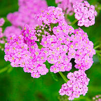 Тилисник Lilac Beauty (сажні)