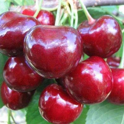 Черешня Вогняна куля (двохрічна, ЗКС), фото 1