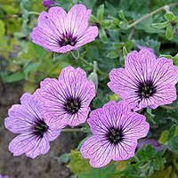 Саджанці герані