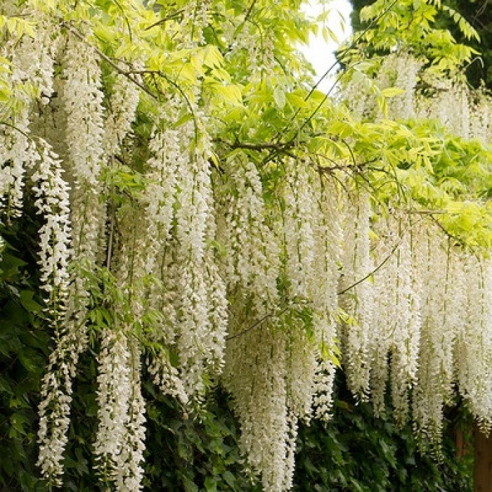 Гліцинія рясно квітуча Shiro-noda (Двохрічний, зкс), фото 1