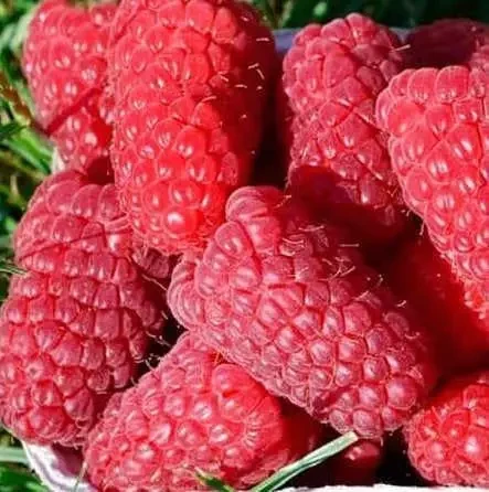Малина Моніка (ОКС)