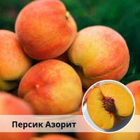 Персик Азоріт (Однорічний, ОКС)