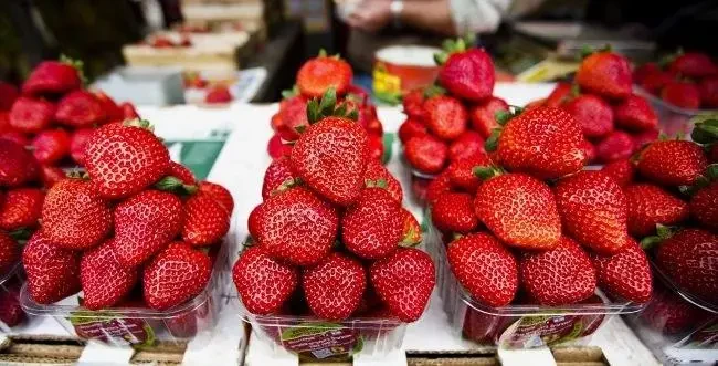 Полуниця Еверлі (ОКС)