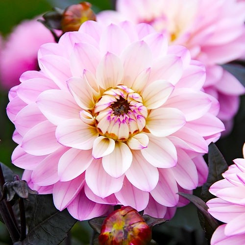 Георгіна Melody Harmony (полуниці), фото 1