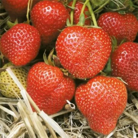 Полуниця Русановка (ЗКС)