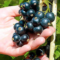 Смородина чорна Черешнева (20-30 см, ЗКС)