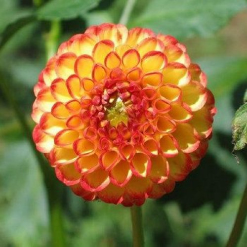 Георгіна Glow (полуниці), фото 1