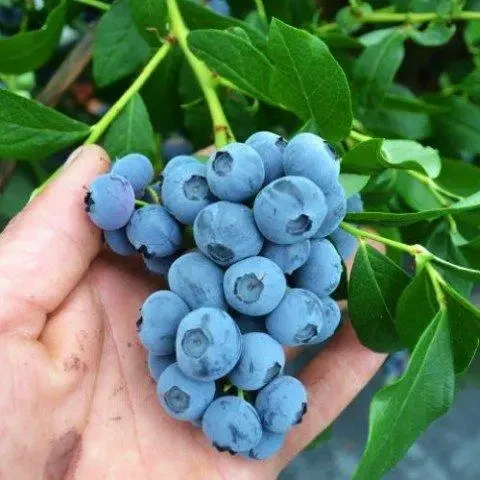 Блакитнина Блюголд (Трих літній, ЗКС), фото 1