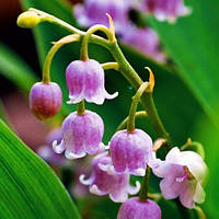 Конвалія Розеа (сажники)