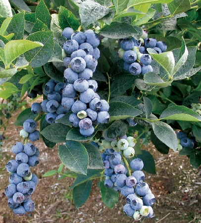 Блакитника Блюголд (трирічний, ЗКС)