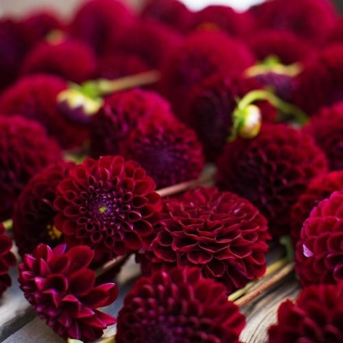 Георгіна Natal (полуни), фото 1