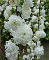 Вишня залізниста Альба Плена (дворічний, ЗКС)