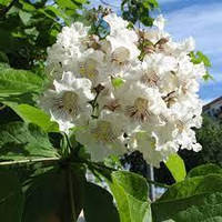 Катальпа бігнонієподібна (дворічний, ЗКС)