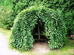 Ясень плакучий (дворічний, ЗКС)