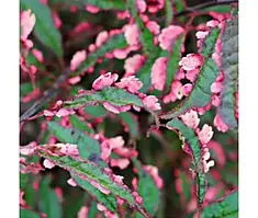 Слива розтопирена Хессей (дворічний, ЗКС)