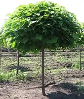 Катальпа куляста (дворічний, ЗКС)