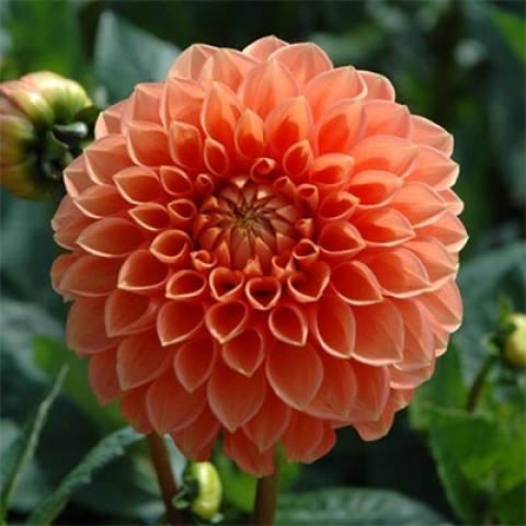 Георгина Silvie's Queen (клубни)