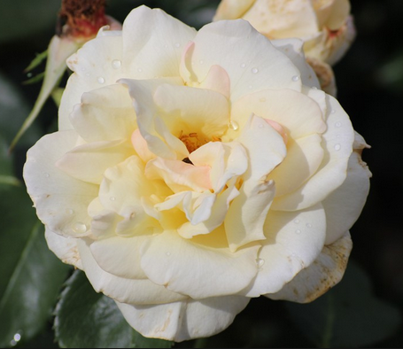 Саджанці троянд сорт Schneewalzer (Шнивальцер), фото 2
