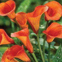 Кала Rina (полуниці)