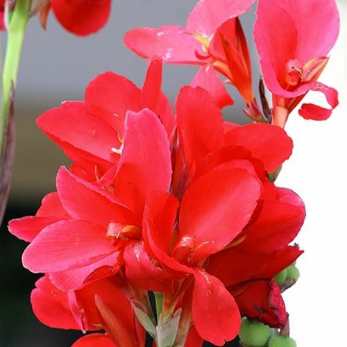 Канна Crimson Beauty