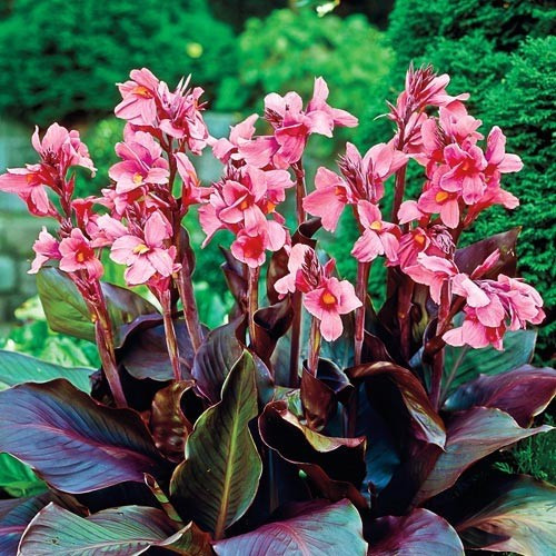 Канна Pink Futurity