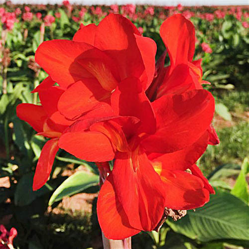 Канна Сherry Red