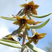 Фритлярія Sewerzowii (луковиці)