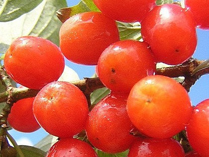 Кизил Кораловий (Трьохрічний, привів, ОКС)