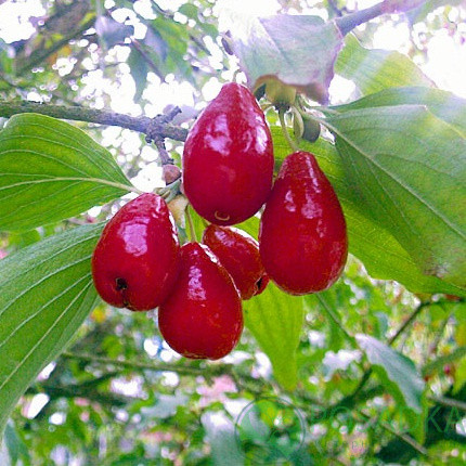 Кизил Євгенія (Двохрічний, привів, ОКС)