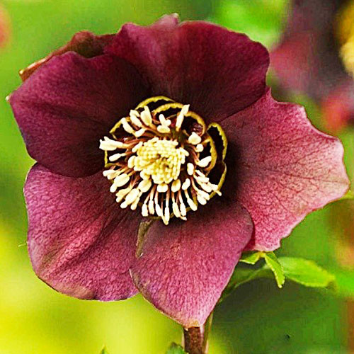 Морозник Pretty Ellen Red