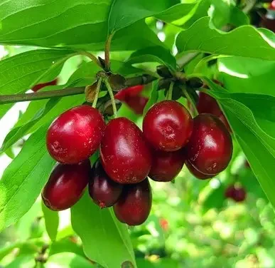 Кизил Антей (Трьохрічний, привів, ОКС)